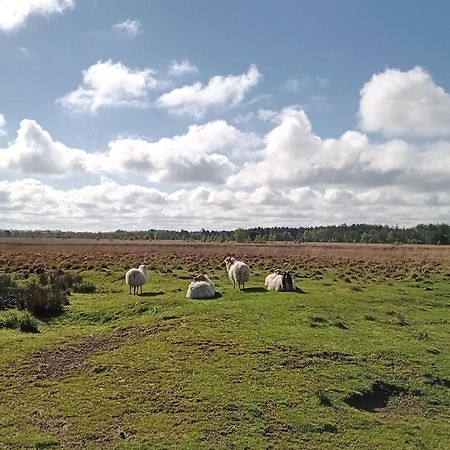 Ruim Huisje Op Een Prachtige Plek Hemrik المظهر الخارجي الصورة